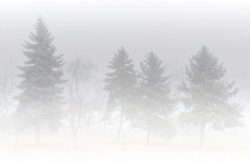 Misty morning in the woods or park. Silhouette of spruce trees grove in thick white morning fog. Pale color wood obscure by moisture in the mountains forest air.