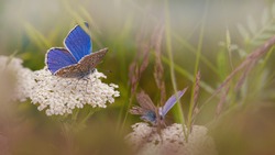Summer nature background. Common blue butterflies on white yarrow inflorescence in grass environment. Insects life in a wild meadow.