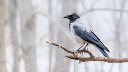 The hooded crow (Corvus cornix) also called hoodie or gray crow is a Eurasian bird species in the genus Corvus.
Grey crow sits on dry tree branch against blurred forest background in winter time.