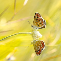 Amazing beautiful colorful natural scenery. Immortelle flower and two butterfly in rays of summer sunlight in spring outdoors on nature macro, soft focus. Atmospheric photo, gentle artistic image.