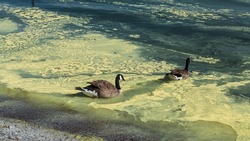 Lake Ontario, Pine pollen floating on the  surface of the water. Canada Geese swimming through the pollen