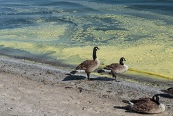 Lake Ontario, Pine pollen floating on the  surface of the water. Canada Geese at the water's edge