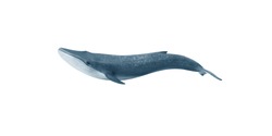 Blue whale. Isolate on white background