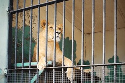 Lioness in cage in zoo lying behind bars