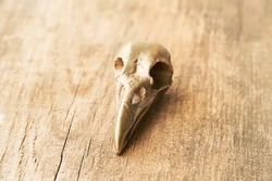 Crow skull on wooden background close up