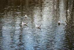 Seagulls on the lake. Birds over the river in the park