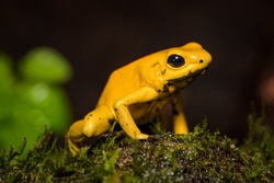 Closeup of a golden poison frog on a log