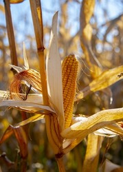 A ripe ear of corn on a dry branch in the field, illuminated by bright sunlight. Autumn background.