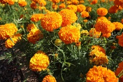 Marigold flowers or tagetes marigolds or ganda. Orange flower in garden.
