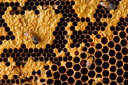 abstract honeycomb with bee texture background