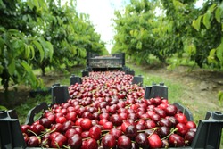 Picking cherries in the orchard . Boxes of freshly picked lapins cherries. Industrial cherry orchard. Buckets of gathered sweet raw black cherries . Close-up view of green grass and boxes full 