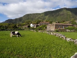 View of the picturesque village of Cuada, with its typical houses. In the foreground a cow eating and behind a cliff covered in green.
Cuada village, Flores Island.