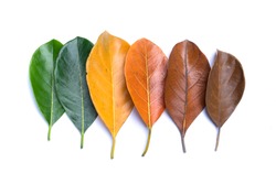 Autumn leaves isolated on white background. Season, colorful leaves concept.