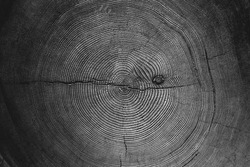 Cross section of a tree trunk in black and white