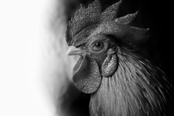 A close up of the head of a beautiful dwarf chicken.