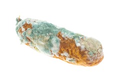 moldy sausage on a white isolated background