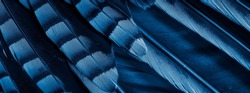 blue and black jay feathers. background or texture