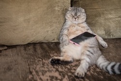 A lazy fat cat is sleeping on the sofa with a smartphone in his paws.