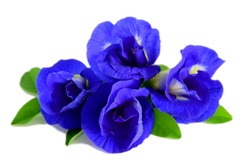 Deep blue purple butterfly pea flowers on leaves, isolated on white background