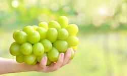 Big bunch of fresh green Shine Muscat grape in woman hand with blurred vineyard background