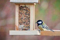 Great tit ( Parus major ) eating seeds from a bird feeder	