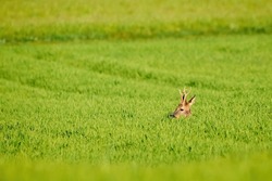 Roe deer male hiding in the grass on a field ( Capreolus capreolus ). European roe	