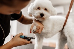 Bichon breed puppy at the veterinarian. Blonde pet beautician cuts white dog's nails with professional equipment.