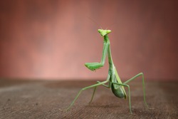 Green Isolated Praying Mantis Backgroung