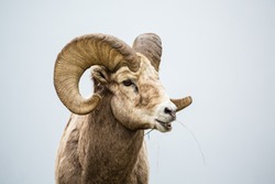 Large Bighorn sheep ram with full curl eating grass with mouth open chewing food. Near the border of Canada and Montana