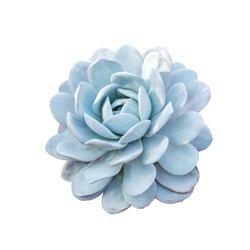 Echeveria elegans the Mexican snow ball, Mexican gem or white Mexican rose, is a flowers native to semi-desert in Mexico. Flowers isolated on the white background