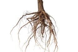 Root. Tree root. Tree stump. Roots of tree isolated on white background.