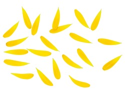 Small yellow-to-orange petals of a flower are scattered about and form an ornamental pattern. The flower petals are isolated, on white background. Can be used as a field or wallpaper background.
