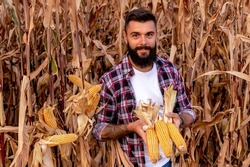 Farmer or agronomist standing in the corn field, holding some cobs, happy and satisfied with the yield of the golden ripe corn after the harvest.