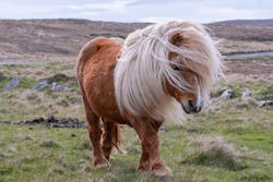 A portrait of a lone Shetland Pony on a Scottish Moor on the Shetland Islands