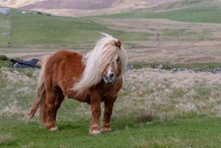 A portrait of a lone Shetland Pony on a Scottish Moor on the Shetland Islands