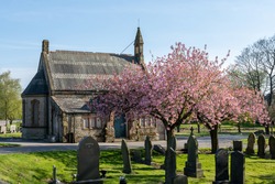 Cherry Blossom Trees shine brightly next to the Chapel of Hindley Cemetary, Wigan, Greater Manchester in the evening sun