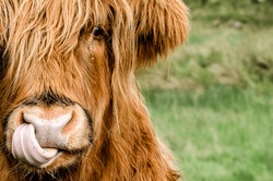A Highland Coo licking his nose with his tongue, with what looks to be a teardrop running down its cheek. 