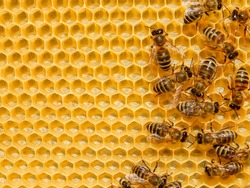 bee on honeycombs with honey slices nectar into cells.