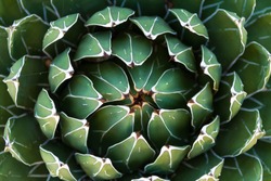 Beautiful close-up of a flowering Green Victoria Agave Cactus.