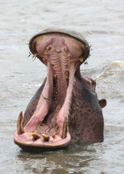 Aggressive hippopotamus (Hippopotamus amphibius). Hluhluwe-Umfolozi National Park. Zululand. South Africa.
