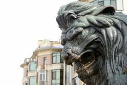 head of a bronze lion. bronze sculpture of a roaring lion on the monument in Poltava, Ukraine