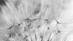Abstract dandelion flower texture background. Dandelion seeds. Soft focus. Black and white.