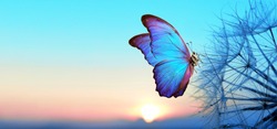 Natural pastel background. Morpho butterfly and dandelion. Seeds of a dandelion flower in droplets of dew on a background of sunrise. Soft focus. Copy spaces.                              