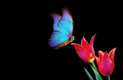 Beautiful blue morpho butterfly on a flowers on a black background.Tulip flowers in dew drops isolated on black. Tulip buds and butterfly. copy spaces.