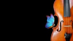violin isolated on black closeup. beautiful blue butterfly morpho on violin. music concept. copy spaces