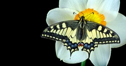 Bright colorful swallowtail butterfly on daffodil flower isolated on black. butterflies and spring flowers. daffodil flower and butterfly. copy spaces
