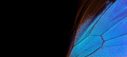 blue wing of a tropical butterfly on a black background. wings of Ulysses butterfly. copy space                         