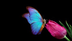Beautiful blue morpho butterfly on a flower on a black background.Tulip flower in water drops isolated on black. Tulip bud and butterfly. copy spaces.