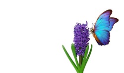 Colorful blue morpho butterfly on a flower. Blue hyacinth flower isolated on white. Bright colorful spring flowers.