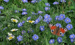 blooming meadow and bright colorful butterfly. flax flowers and peacock butterfly. colorful summer background